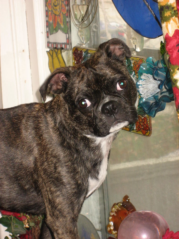 My Forever Home After Seven Other Homes And Shelters In Two Years. I'm Heidi.