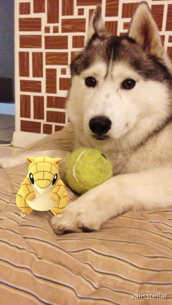 Husky with a toy beside a Sandshrew from Pokémon Go, suggesting pets can see Pokémon.