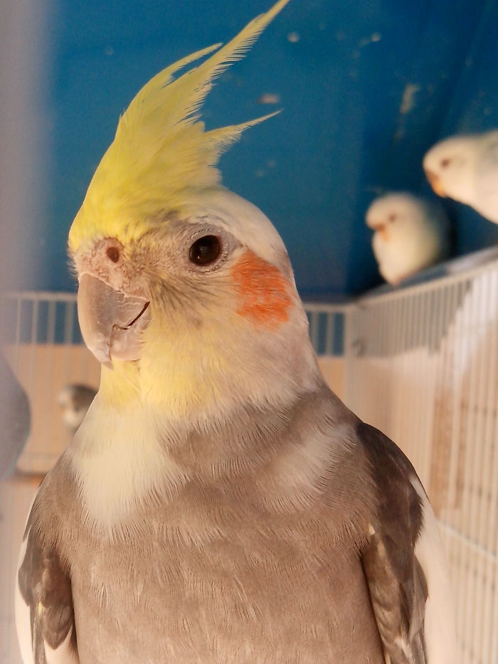 Johnny, A Few Weeks Before Goodbye. My Friend Lived With Me For 10 Years. Miss Him.