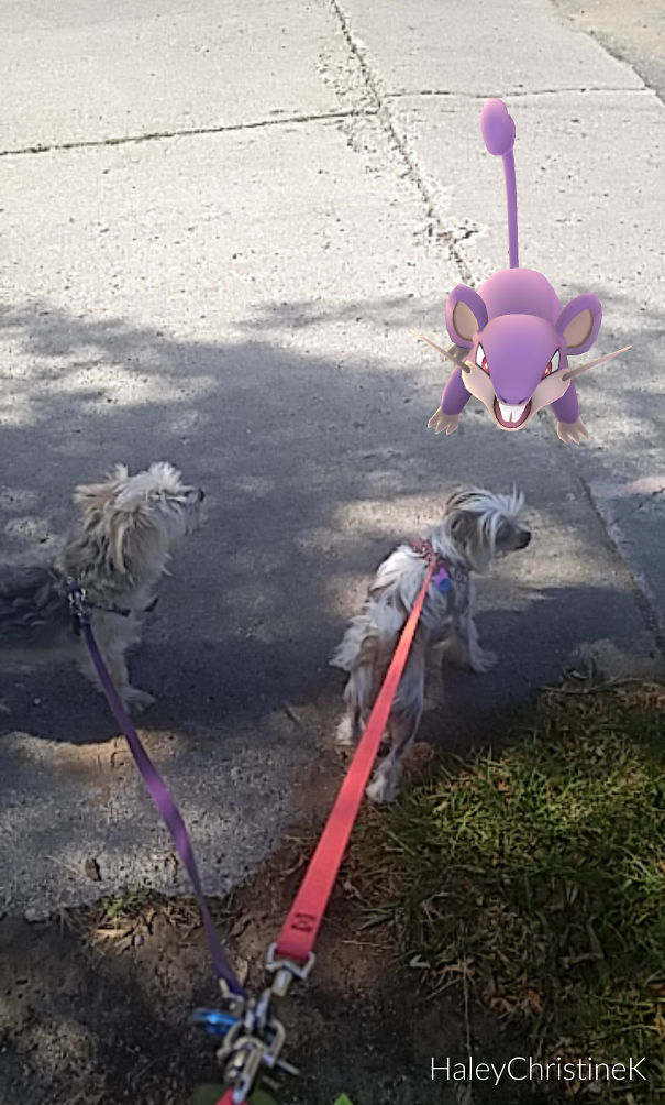 Two dogs on leashes appear to notice a Rattata from Pokémon Go on a sidewalk.