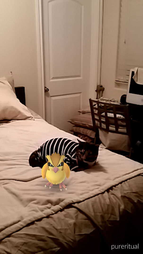 Cat lying on a bed with a Pokèmon Pidgey in front of it, showcasing pets interacting with Pokèmon Go.