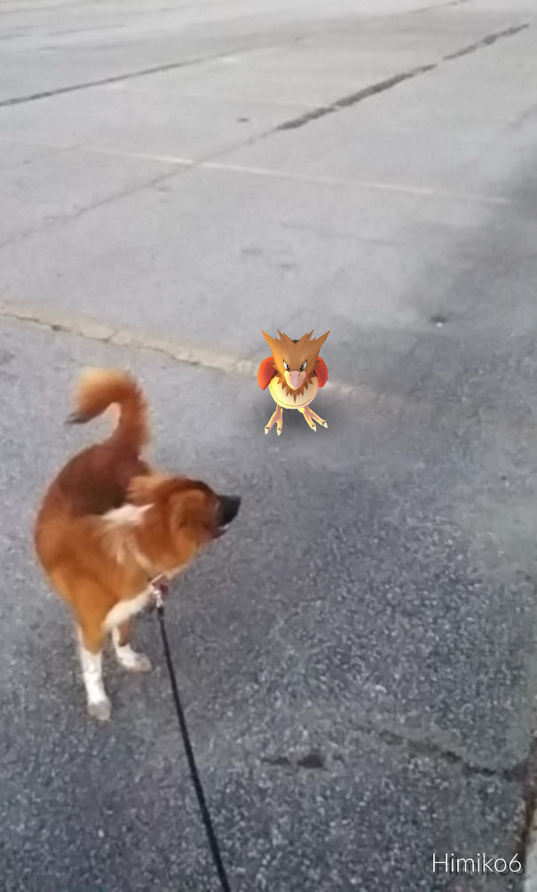 Dog reacting to a Pokémon Go character in a parking lot, suggesting pets can see Pokémon.
