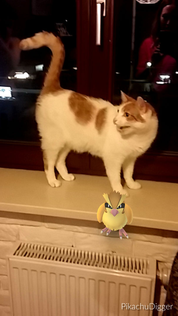 Cat seemingly watching a Pidgey from Pokémon Go on a windowsill.