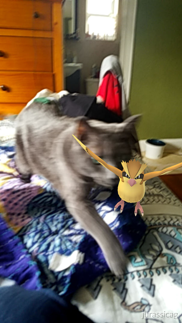 Cat interacting with a Pokémon Go Pidgey, suggesting pets can see virtual creatures.