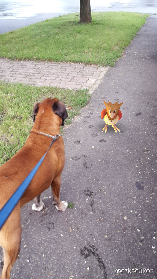 Dog on a leash seemingly observing a Pokémon from Pokémon Go on the sidewalk.
