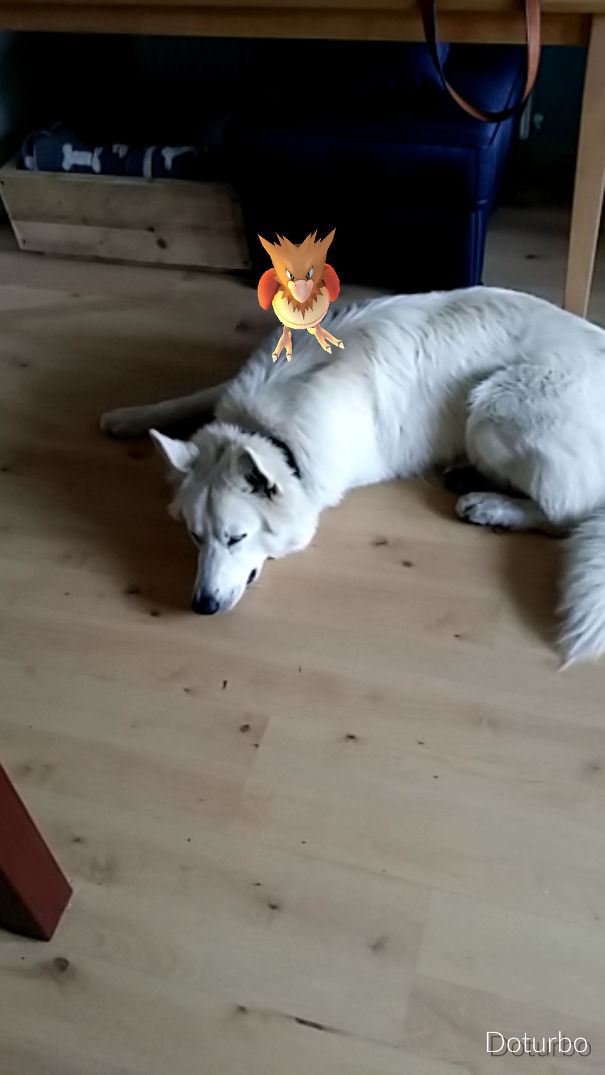 White dog on a wooden floor with a Pokémon perched on its back, suggesting pets can see Pokémon Go.