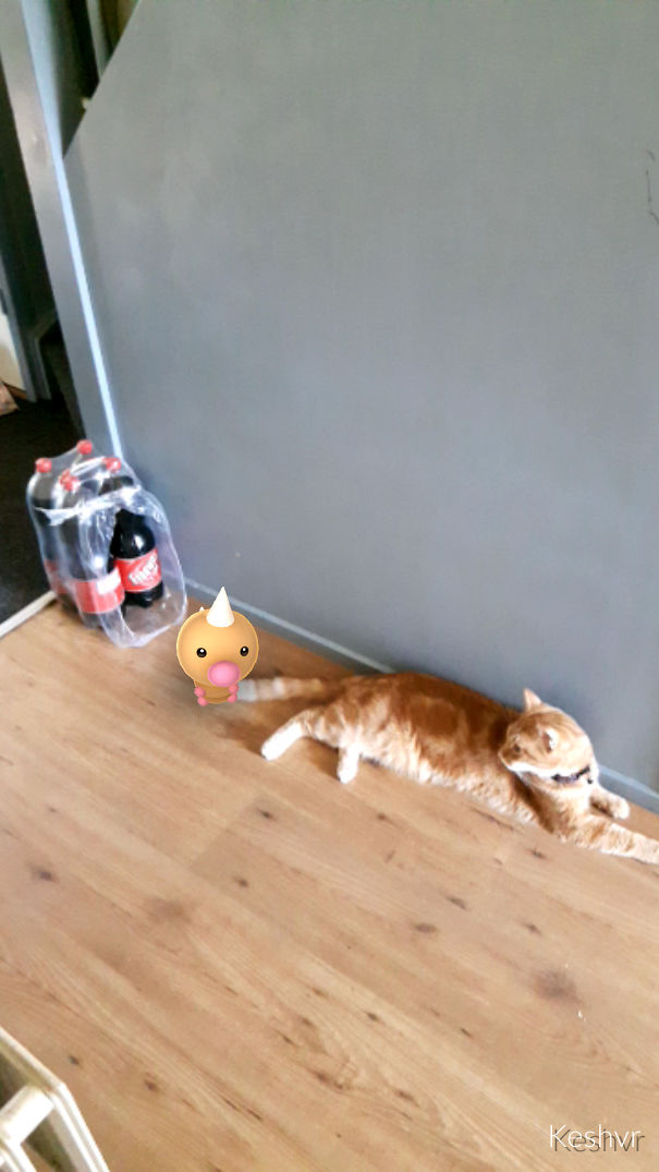 Cat lying on floor near a virtual Pokèmon character, showcasing pet reactions to Pokèmon Go.