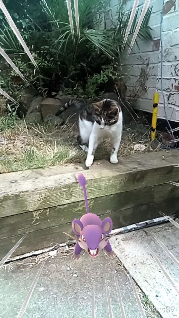 A cat appears to notice a Rattata in Pokémon Go, suggesting pets can see Pokémon.