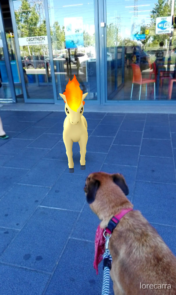 Dog seemingly observing Pokemon Go character outside a store.