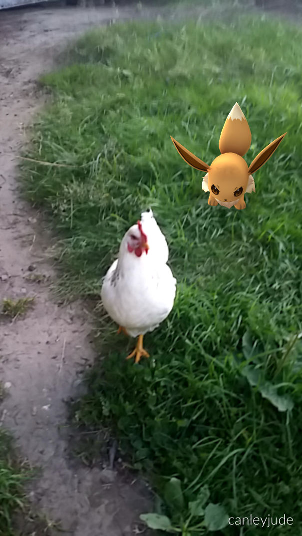 Chicken seemingly observes Pokémon Go Eevee in grass, suggesting animals can see Pokémon.