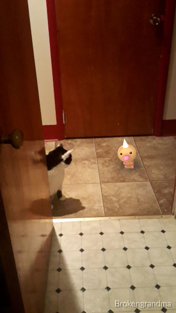 Cat staring at a virtual Pokémon, suggesting pets can see Pokémon Go characters.