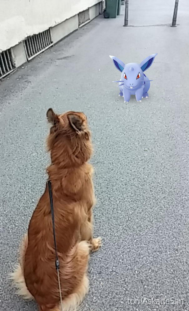 Dog on a leash looking at a digital Pokémon on a sidewalk, showcasing pets interacting with Pokémon Go.