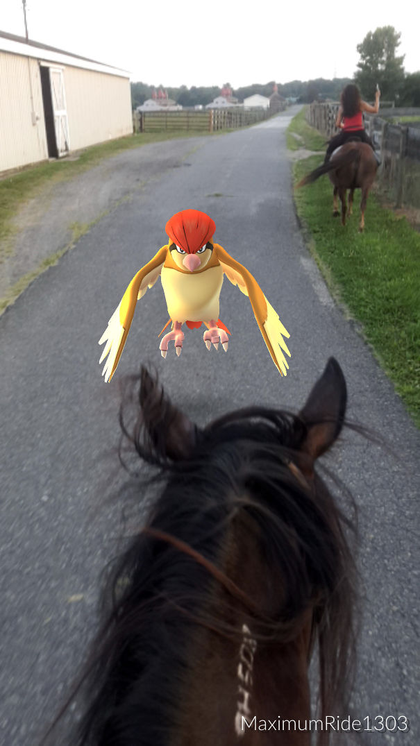 Horse with a Pokémon Pidgeotto on a rural path, suggesting pets might see Pokémon.