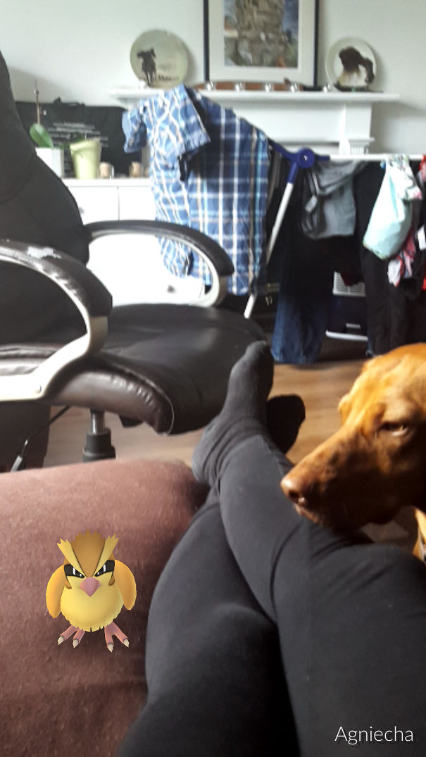 Dog looking at a Pidgey from Pokémon Go on a couch, showcasing pets interacting with the game.