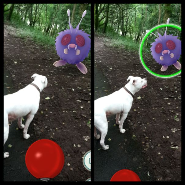 Dog interacting with Pokémon Go character in a forest, highlighting pets' ability to see Pokémon.