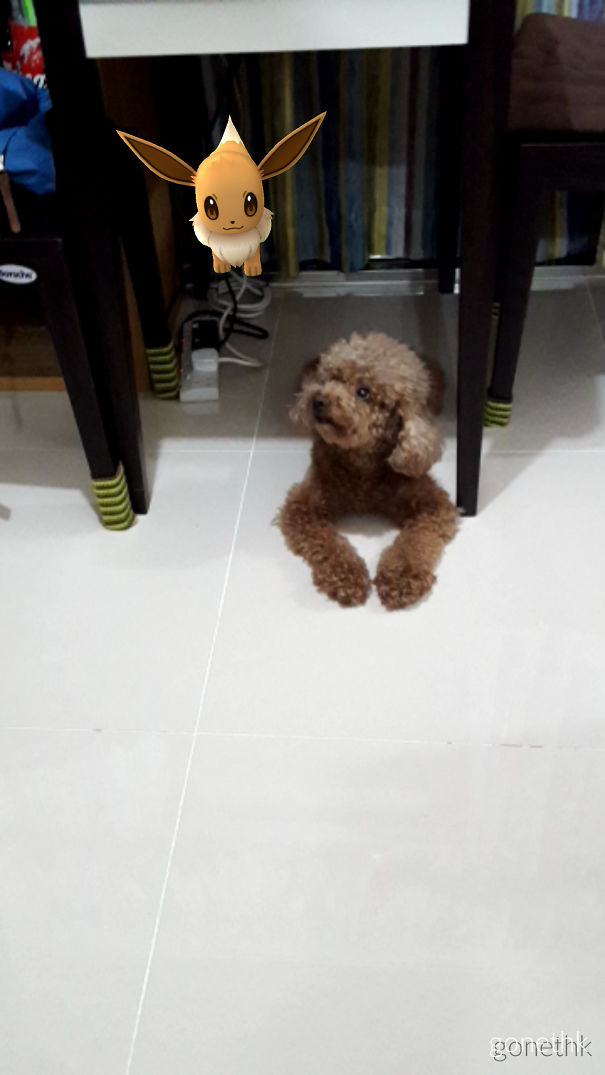 Dog looking up at floating Eevee from Pokémon Go under a table.
