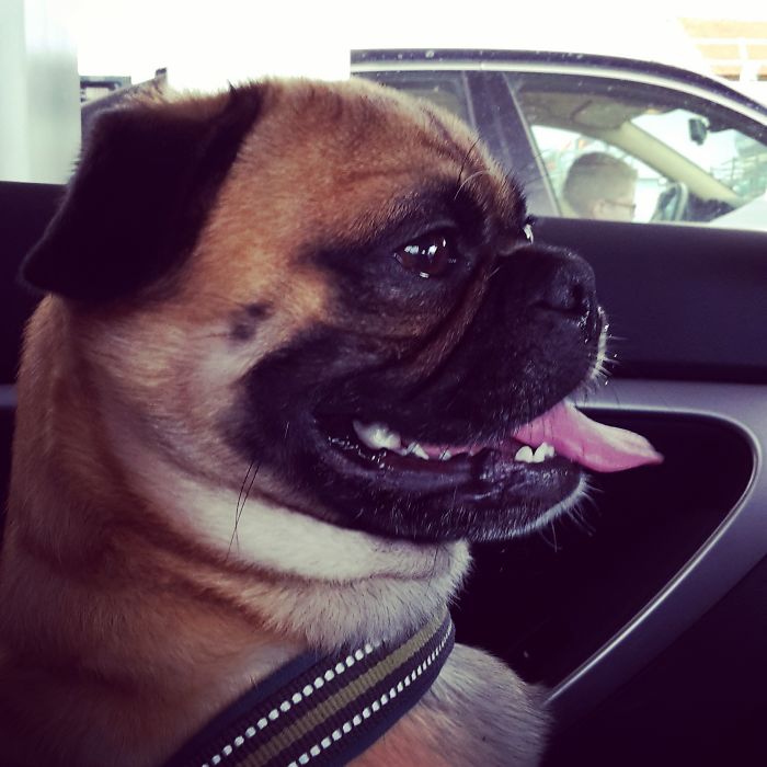 Two Months Ago We Adopted Wallace, A 2 Years Old Neglected Pugtzu. Best Decision Ever.