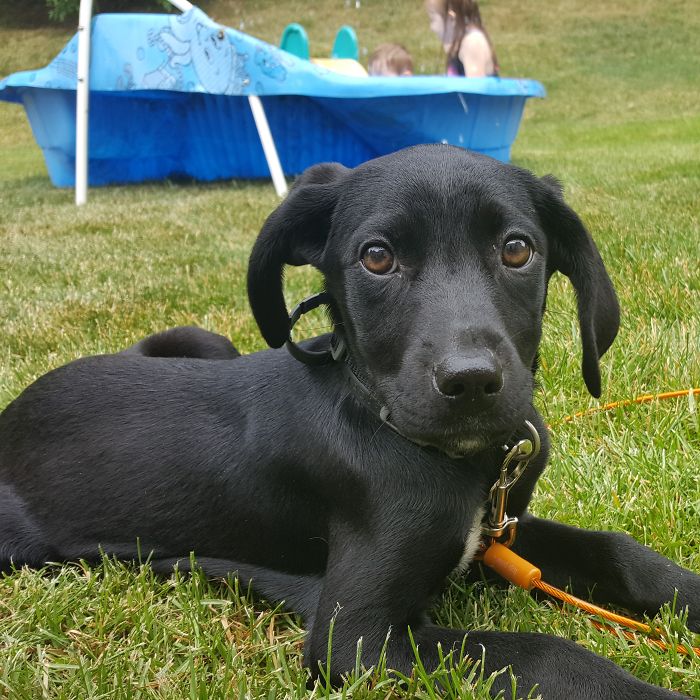 Luna (lab/great Dane/dalmatian Mix) On Her First Day Home (10 Weeks Old)!