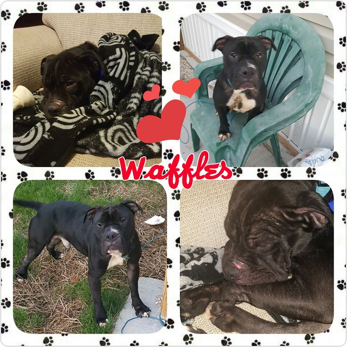 My Pitty Mix On His First Week