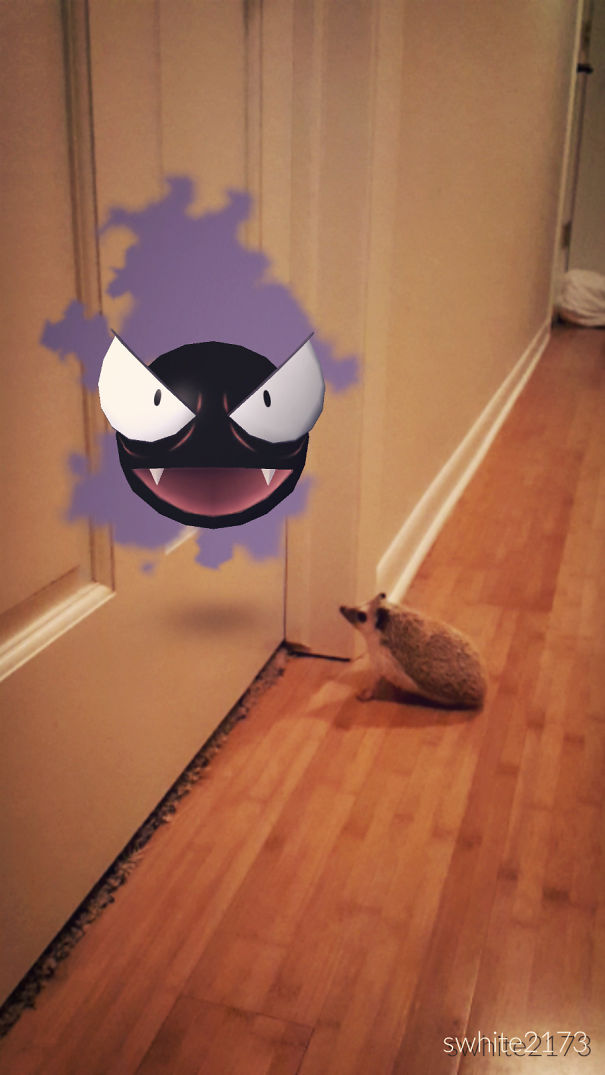 Hedgehog seemingly observing Gastly in hallway, hinting that pets can see Pokémon Go.