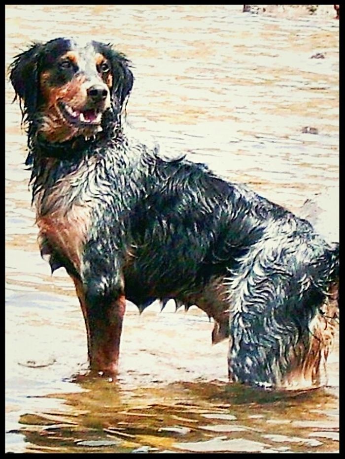 Cody First Day Of New Home. Best Dog Ever.