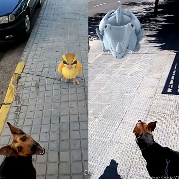 Dog reacting to Pokémon Go characters on a sidewalk, suggesting pets might see them too.