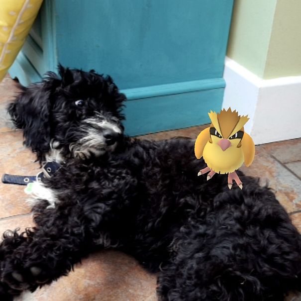 Dog seemingly reacts to Pidgey from Pokémon Go appearing on its back, suggesting pets can see Pokémon Go creatures.