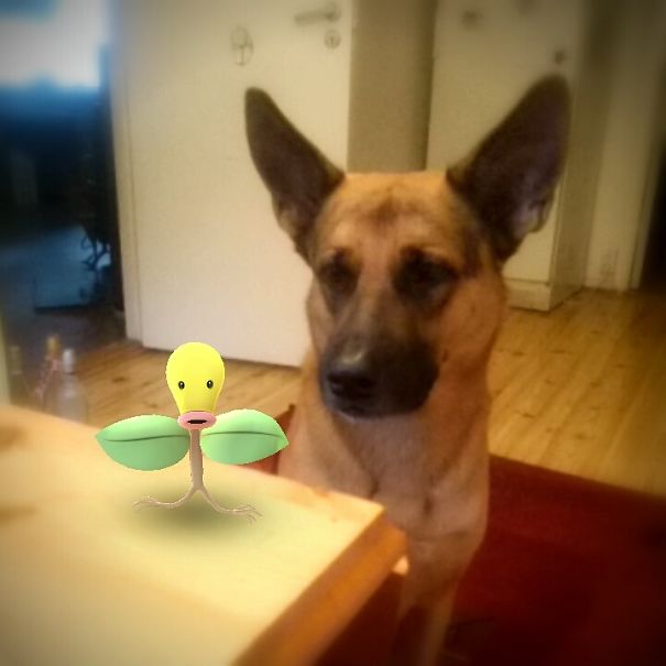 Dog looking curiously at Pokémon Go character Bellsprout on table.