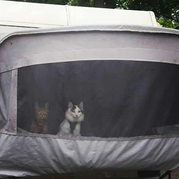 They Hate Being Left Behind.