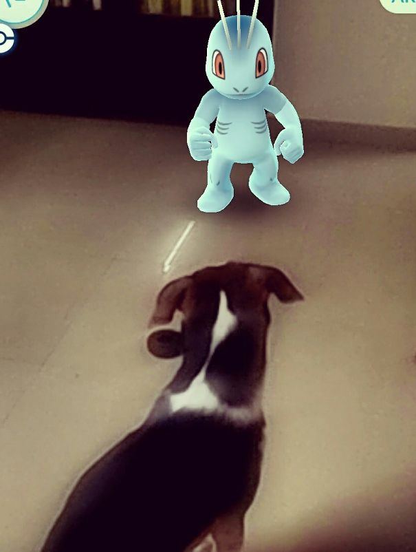 A dog seems to stare at a Pokémon character on the floor, suggesting pets can see Pokémon Go characters.