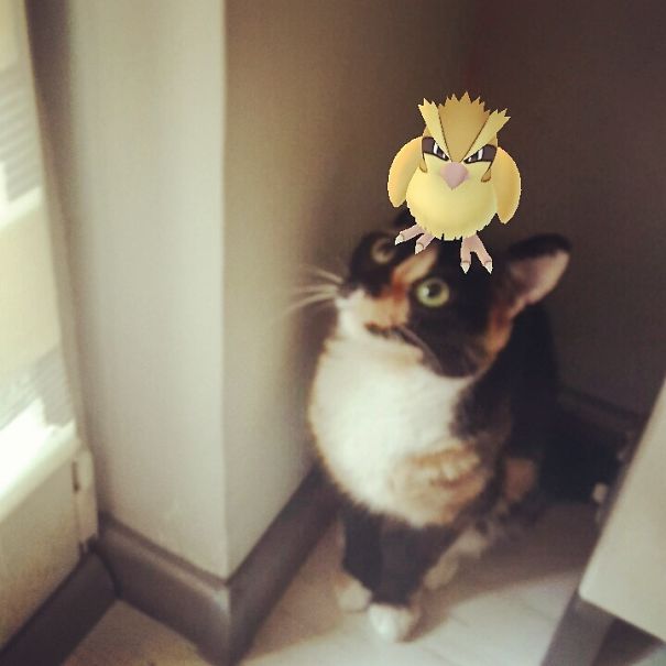 Cat looking up at a Pokémon character perched on its head, illustrating pets reacting to Pokémon Go.