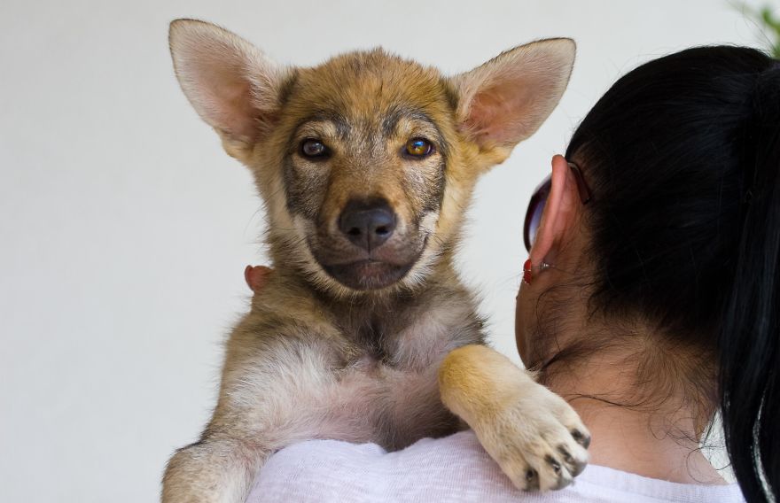 I Photographed A Family Living With Wolves I Photographed A Family Living With Wolves