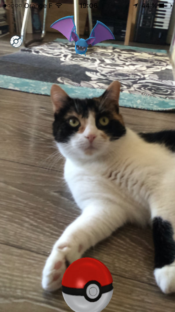 Cat appears curious as Pokémon Zubat hovers overhead in Pokémon Go scene.