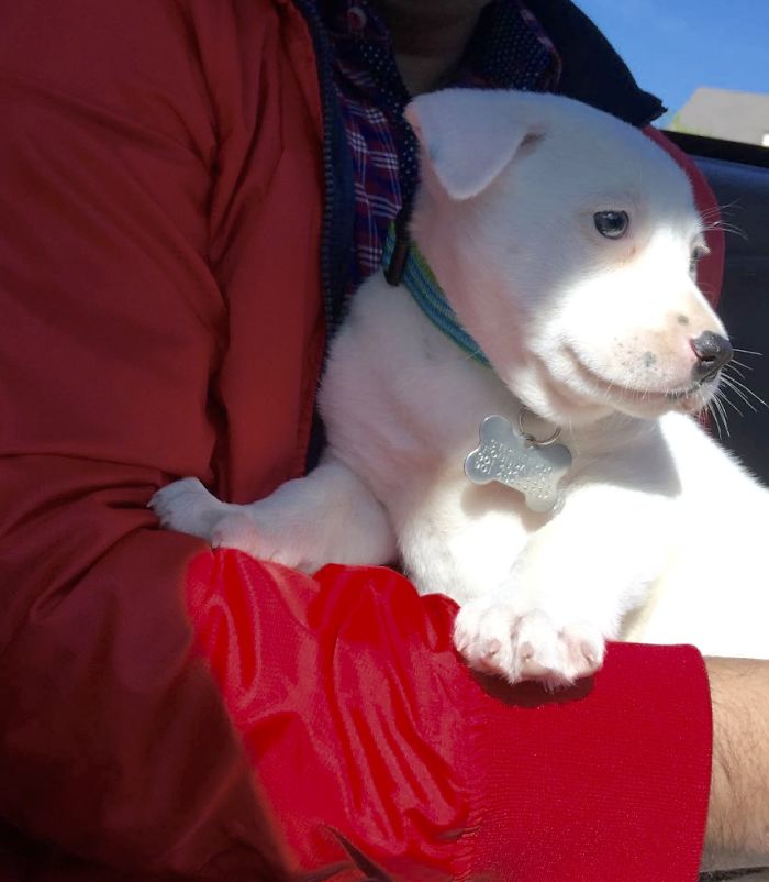 Totally Unexpected And Unplanned Adoption! Couldn't Resist That Face, So Took Her Home Right!