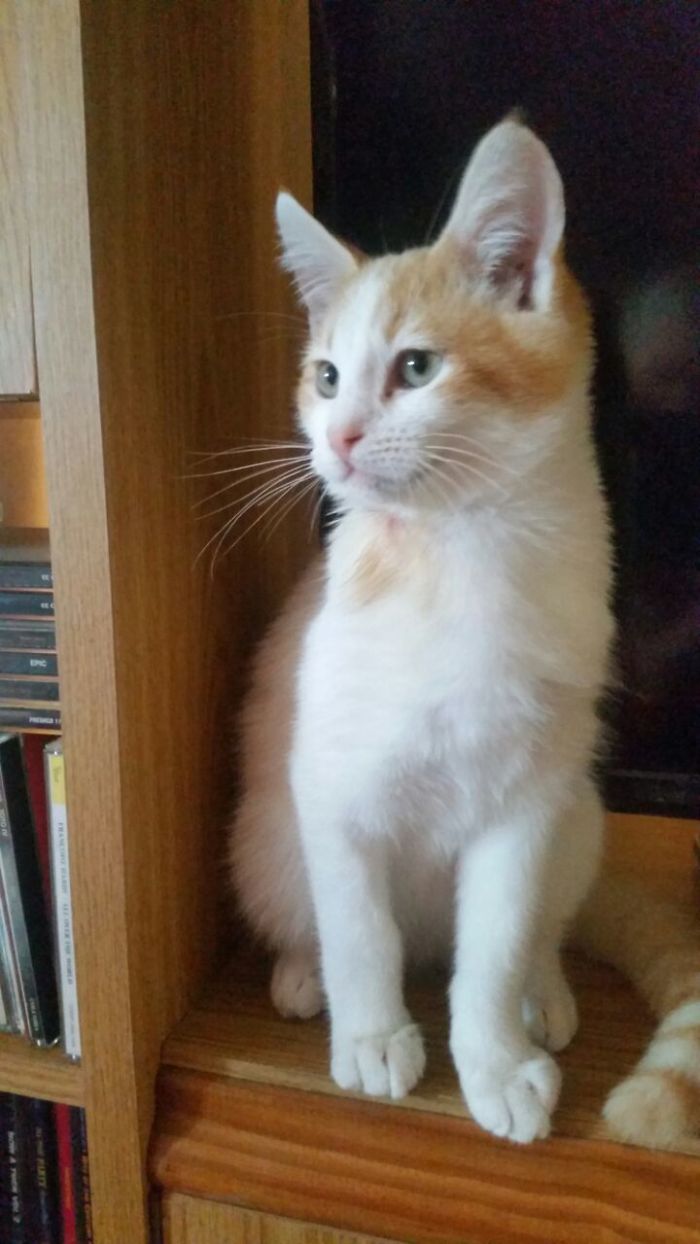 We Rescued A Kitty From A Factory We Rescued A Kitty From A Factory