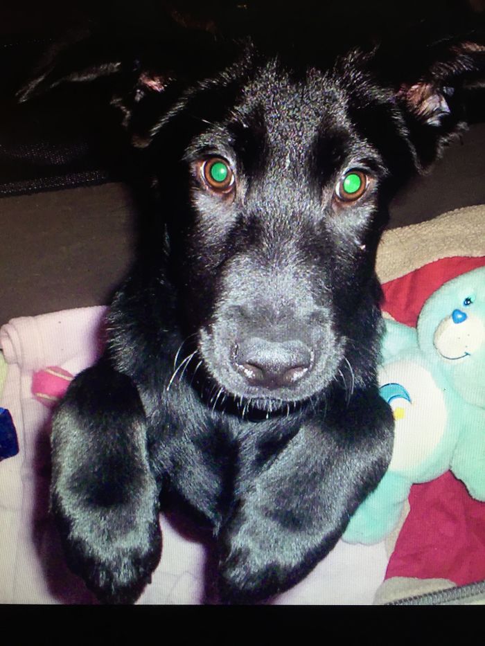 Our Joi Is Now 10 Yrs Old...seems Like Yesterday