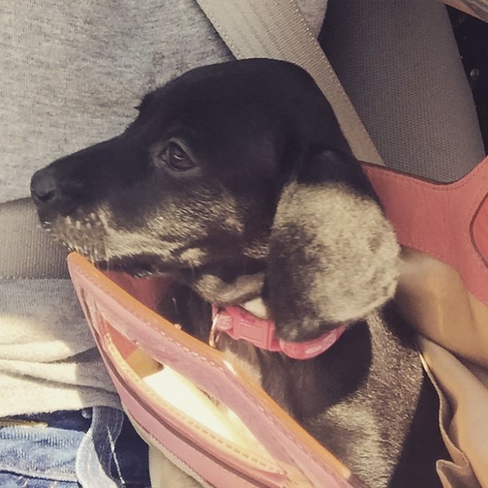 We Got Chloe Very Quickly, I Saw Her And I Had To Have Her As My Pup