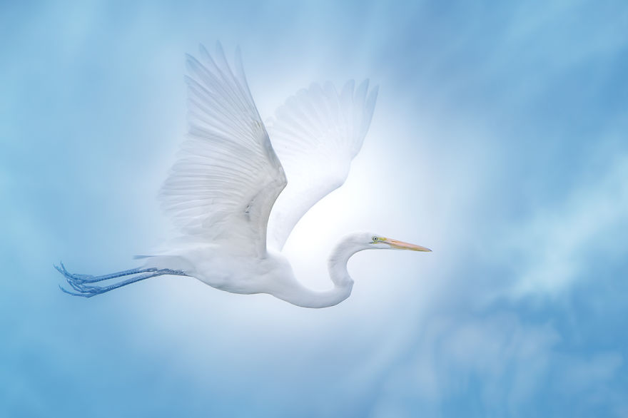 In The Hall Of The Swamp King And Other Tales From The Everglades In The Hall Of The Swamp King And Other Tales From The Everglades