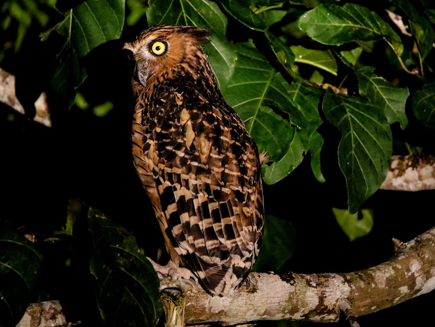 I've Been Exploring Borneo Rainforest And Here Are My Jungle Friends That Need Our Protection I've Been Exploring Borneo Rainforest And Here Are My Jungle Friends That Need Our Protection