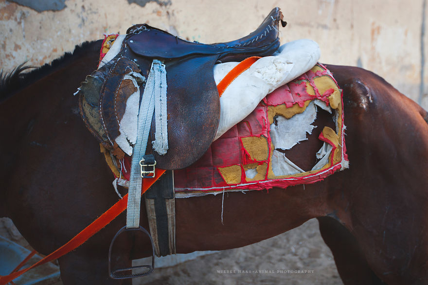 The Shocking Reality Of Horses And Camels In Egypt
