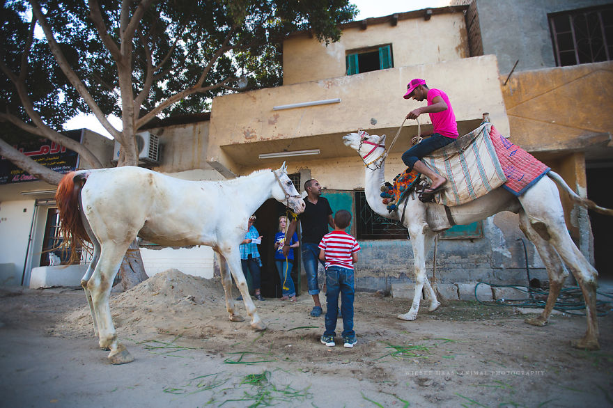 The Shocking Reality Of Horses And Camels In Egypt