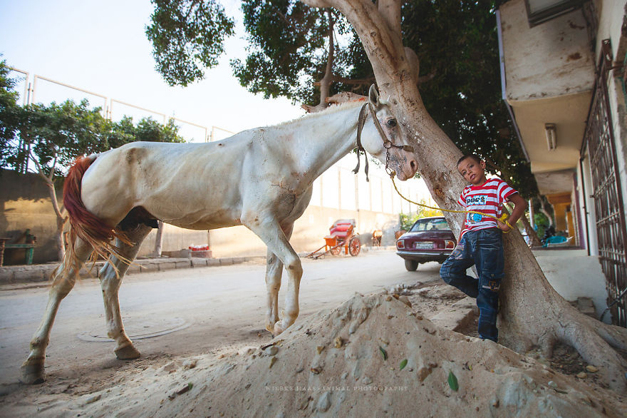 The Shocking Reality Of Horses And Camels In Egypt The Shocking Reality Of Horses And Camels In Egypt