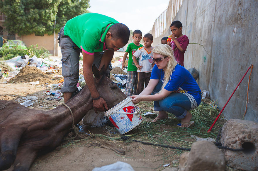 The Shocking Reality Of Horses And Camels In Egypt The Shocking Reality Of Horses And Camels In Egypt