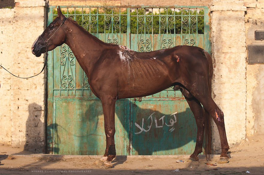 The Shocking Reality Of Horses And Camels In Egypt The Shocking Reality Of Horses And Camels In Egypt