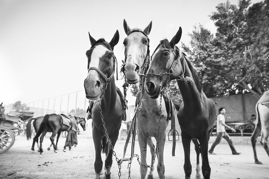 The Shocking Reality Of Horses And Camels In Egypt