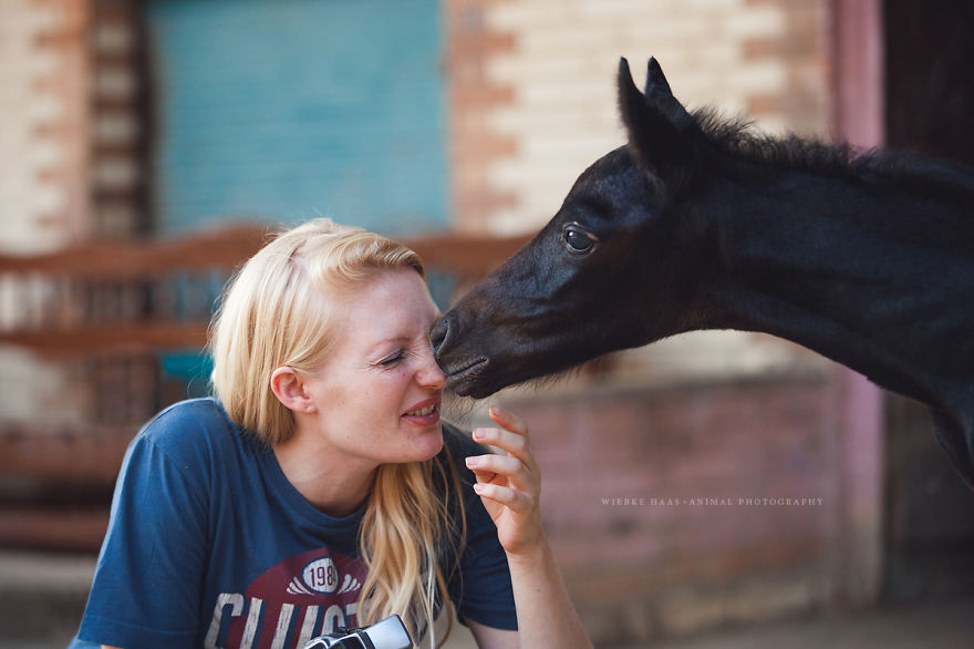 The Shocking Reality Of Horses And Camels In Egypt