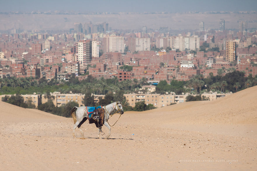 The Shocking Reality Of Horses And Camels In Egypt