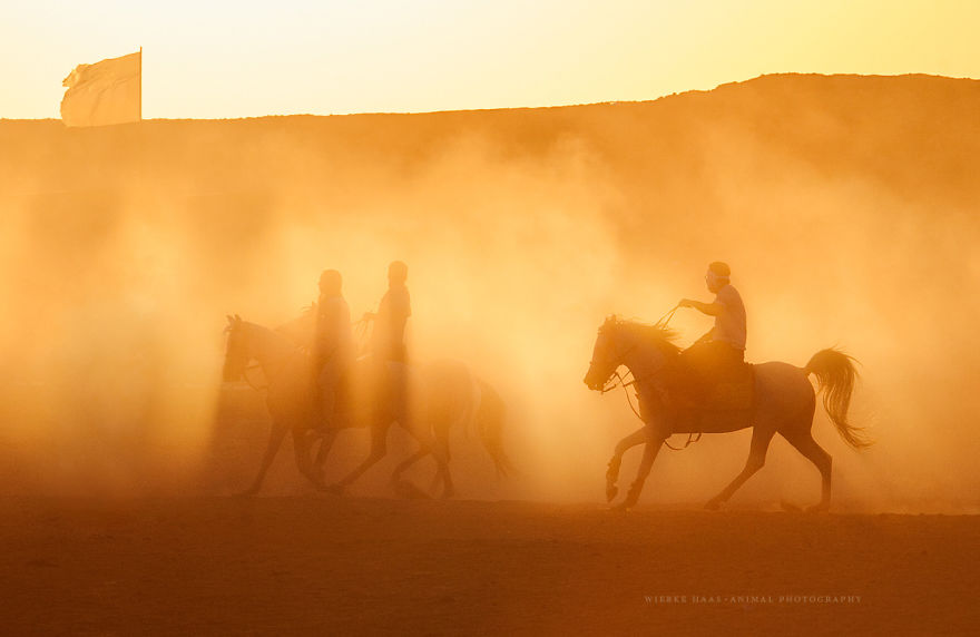 The Shocking Reality Of Horses And Camels In Egypt