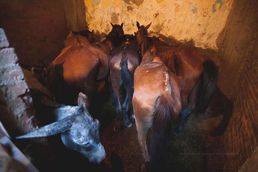 The Shocking Reality Of Horses And Camels In Egypt