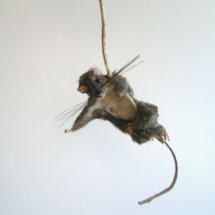 Lab Rats & Titmice Lab Rats & Titmice